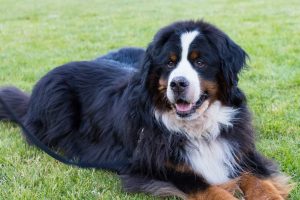 Buster the Bernese Mountain Dog